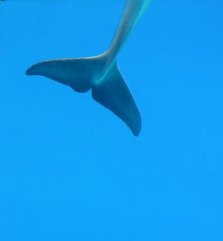 Dolphin tail waving in an aquarium in rimini photo